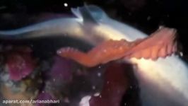 OCTOPUS ATTACKS SHARK AND SWALLOWS IT