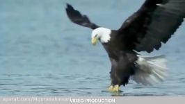 شکار ماهی توسط عقاب قرقی