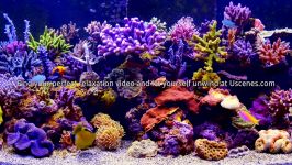 تصاویر 4K کیفیت آکواریوم مرجانی فوق العاده زیبا