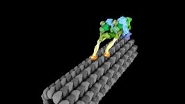 Molecular Motor Struts Like Drunken Sailor