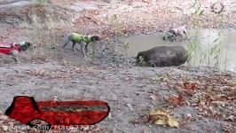 حمله 3 سگ شکاری به گراز غول پیکر  حیات وحش Fardin.Net