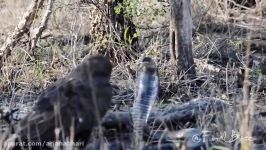 Eagle vs Snake  Animal Fight Compilation