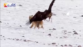 تصاویری مهیج شکار روباه توسط عقاب تعلیم دیده