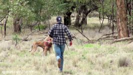 دعوای کانگورو انسان در استرالیا