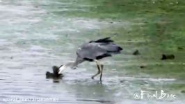 Hungry Heron Swallow Large Prey Whole Compilation