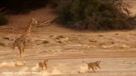 حمله گله شیرها به زرافه غول پیکر
