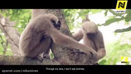 Nikon Neighbours – I AM MORE THAN YOU EXPECT