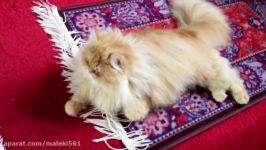 persian cat Lucy pishi in Nederland . Lucy  لوسی ناز گربه خوشگل ایرانی