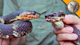 مار آبی در برابر افعی Cottonmouth