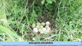 تخم قرقاول تیرنگ مرغونه Pheasant Eggs