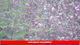 سهره معمولی European Goldfinch