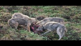 THE TOP 10  TOP 10 WOLF ATTACKS  Wolf vs Coyote Bear Buffalo Moose Deer