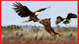 Best Eagle Hunting  Eagle Attacks LionsDogHumanCatBearJaguar SnakerDuck