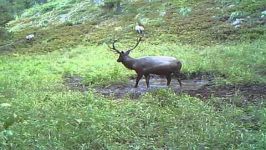 Wolf ATTACKS Elk  Stuck N The Rut