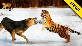 Tiger Attack Animal Planet  Tiger Attack on Animals  Tiger Attack Documentary
