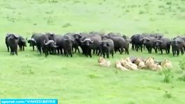جنگ نبرد تماشایی بین شیرها گاومیش هاکلیپ جالب