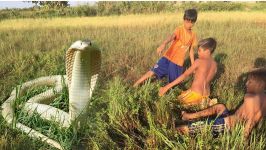 Amazing Children Catch Water Snake With Bare Hand  How to Catch Water Snake in