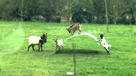 Funny baby Goats jumping Videos 2017