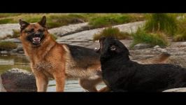 نژاد سگ روتوایلر در برابر نژاد سگ ژرمن شپرد