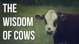 حکمت گاوها  The Wisdom of Cows