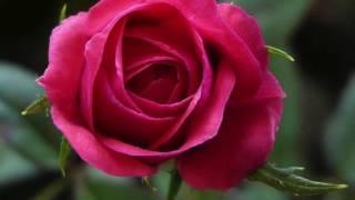 آیا میدانستید گل رز هم خاصیت دارد؟  