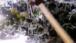 یخ زدگی شدید درختان مرکبات در روستای زرندین شهرستان نکا