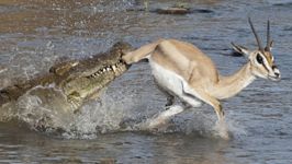 شکار بی رحمانه غزال توسط تمساح غول پیکر