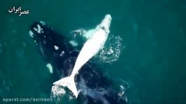 نهنگ سفید کمیاب در سواحل غربی استرالیا