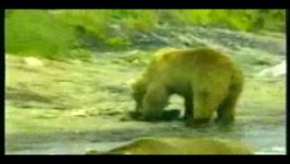کشتن توله خرس توسط خرس نر