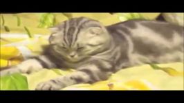 Funny animals video clips funny animals dancing to wiggle