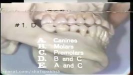 آناتومی دندان،پاسخ آزمونهای 1 تا 9 ، دانشگاه میشیگان