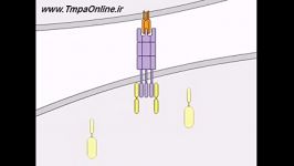 Induction of Apoptosis tmpaonline.ir