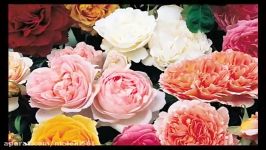 گل رز انگلیسی زیبا ترین  انگلیسی رز رنگ های زیبا آن است به سادگی زرق برق دار