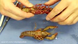 تشریح کری فیش crayfish 3 در وبسایت Olympiadlab.ir