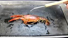 تشریح کری فیش crayfish 1 1 در وبسایت Olympiadlab.ir