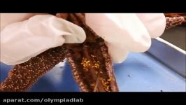 تشریح ستاره دریایی 2  Olympiadlab.ir