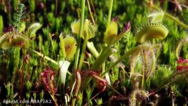 ونوس مگس خوار  Venus flytrap