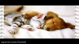 عشق دوستی حیوانات 100ثانیه باحیوانات  قسمت پنجم