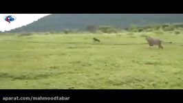 رفتار مادرانه شیر بچه گوزن تنها Maternal behavior in lion with baby deer only