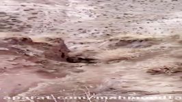 فیلمی حمله پلنگ در شهرستان مراغه آذربایجان شرقی