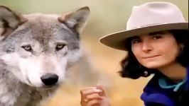 Living with wolves BBC 2016 زندگی گرگها