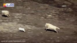 تعقیب گریز دیدنی گرگ ها برای شکار خرگوش قطبی