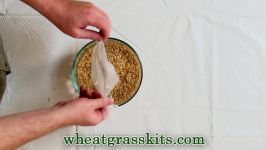 Growing Wheatgrass Hydroponically  Grow Wheat Grass