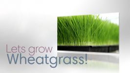 How To Grow The Best Wheatgrass  Hippocrates Health Institute Video