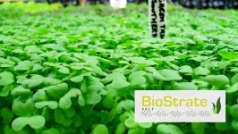 BioStrate™ Propagation Felt for Hydroponically Grown Microgreens Salad Greens and Wheatgrass