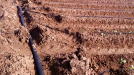 Drip Irrigation System in Israel Irrigation In Israel