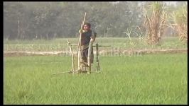 The Farmers are watering in the paddy field using Traditional Irrigation System off bangladesh