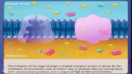 انتقال مواد پروتئین انتقال دهنده غشاء