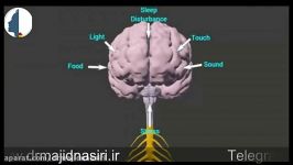 از میگرن حمله میگرنی بدانید