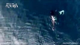 شکار کوسه سفید توسط نهنگ قاتل